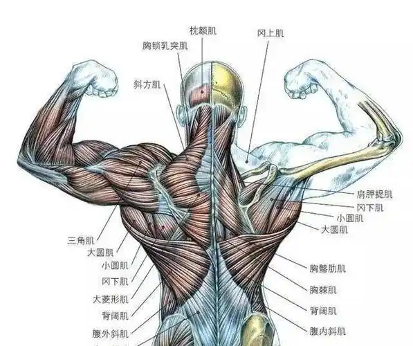 拥有完美背部!_肌肉