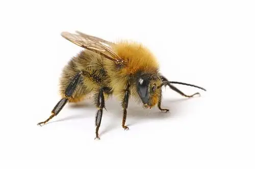 irelands bumblebee population tumbling with fears some native s