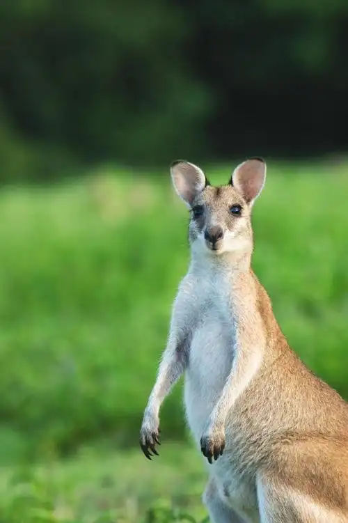 活泼的跳跃者:袋鼠鼠的照顾和行为理解