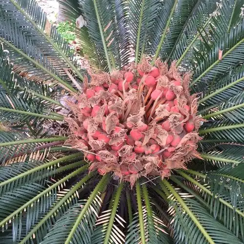 小区里的铁树开花啦