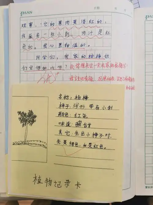 148班三年级下学期第一次习作练习:我的植物朋友