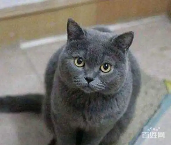 两只7个月蓝猫母