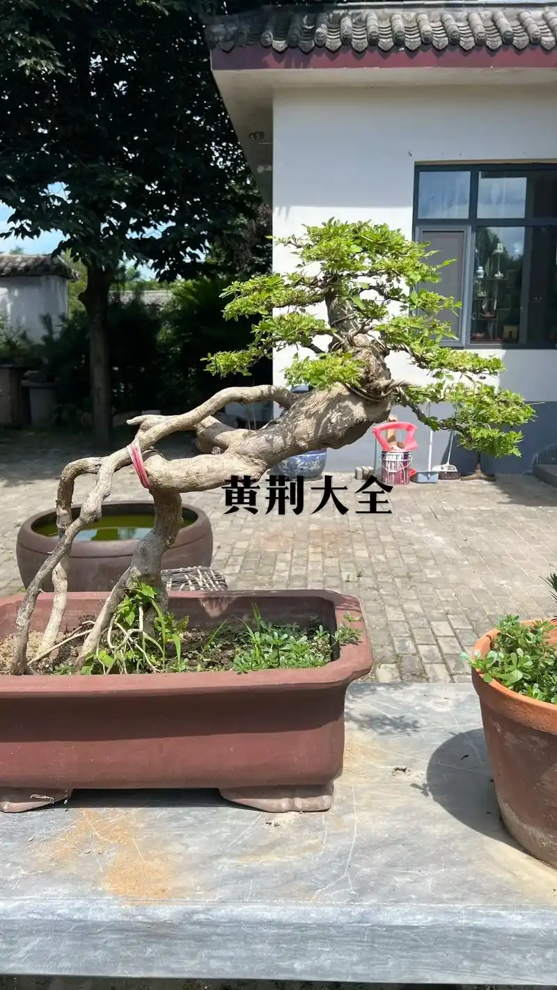黄荆盆景 #黄荆 #老桩 #别墅庭院植物#盆景 - 抖音