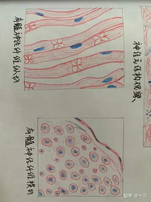 组胚实验红蓝铅笔手绘图 - 知乎