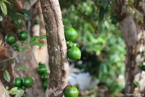 嘉宝果苗怎么分真假,嘉宝果树6到7年苗价格