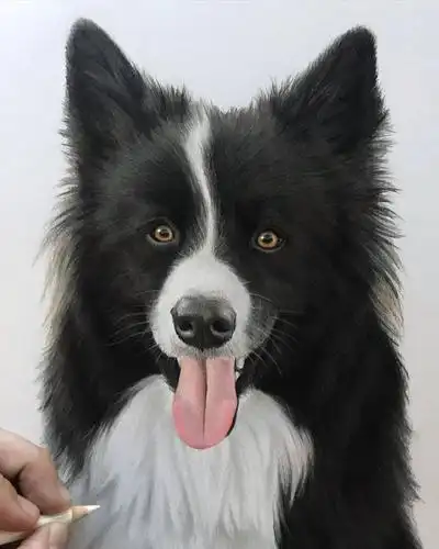彩铅狗狗手绘 好写实啊_基础