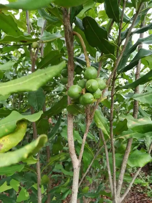 澳洲坚果苗 嫁接苗 1~1.5米