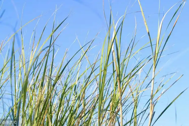 描写草儿的优美句子