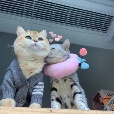 情侣头像猫咪超可爱高清一左一右的超可爱猫咪萌宠情侣头像图片