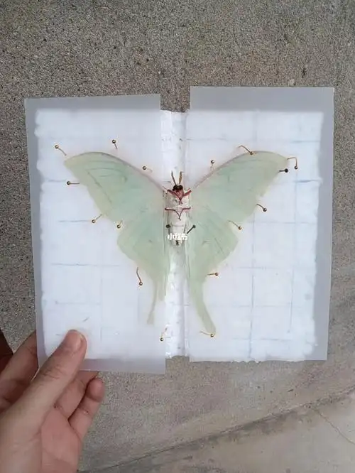 捡到了一只不认识的噶屁蛾子