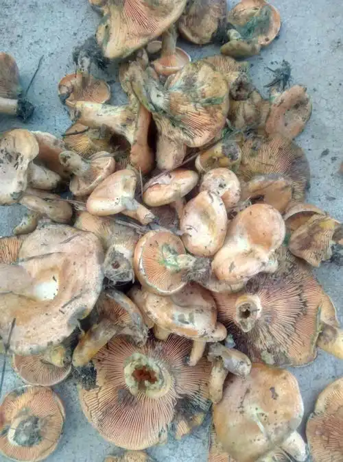 这是什么蘑菇在松林里采的能吃吗