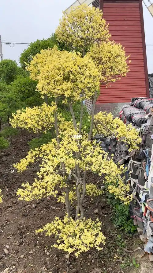 原生水蜡造型树