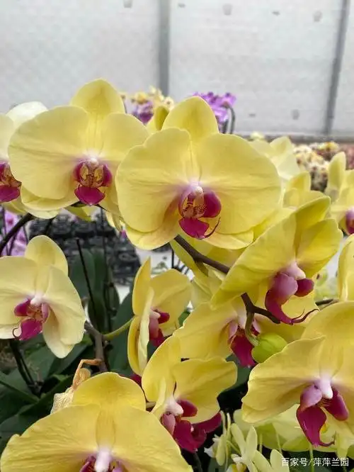 蝴蝶兰开花欣赏,品种介绍