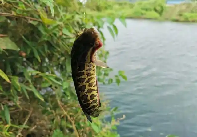 台钓黑鱼需要多长的竿多粗的线
