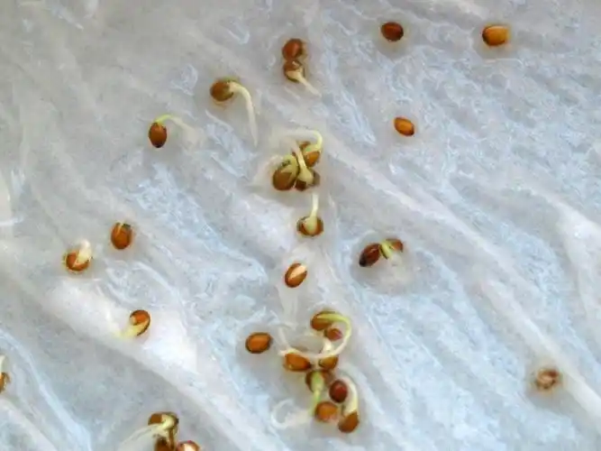 我的三色堇生命的前八天