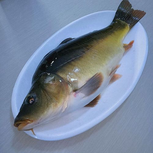 够印冷水三道鳞大鲤鱼锂拐子无鳞鱼新鲜整条鲜活速冻水产 三道鳞鲤鱼3