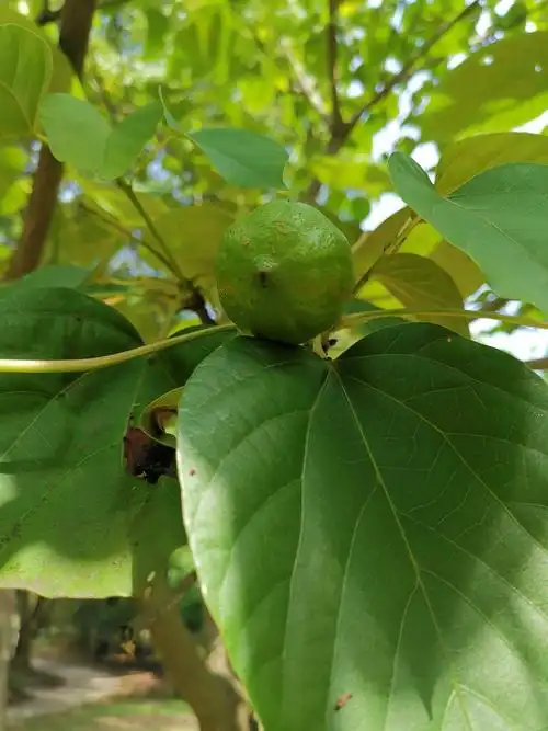 6月12日中山植物园北园