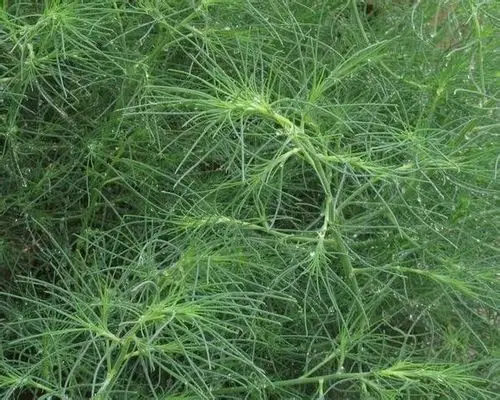 谁认识这种野菜?学名叫什么