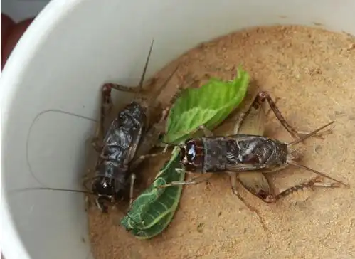 蛐蛐吃什么蟋蟀吃什么东西好