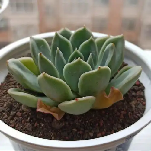 我的多肉植物35月亮仙子