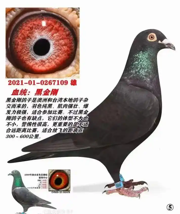 信鸽赛鸽 #养鸽人 #鸽子 #赛鸽比赛 - 抖音