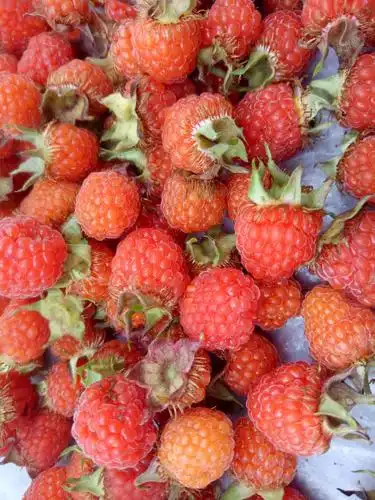 绝对的纯天然野生水果恐怕城里人没见过也没吃过吧