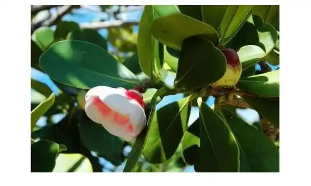 山竹开花什么样子