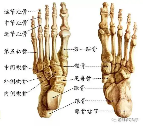 解剖歌诀骨骼肌运动系统