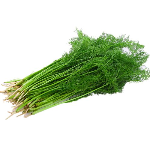 夏也 茴香菜 新鲜蔬菜 2kg 新鲜采摘 茴香丸子 茴香