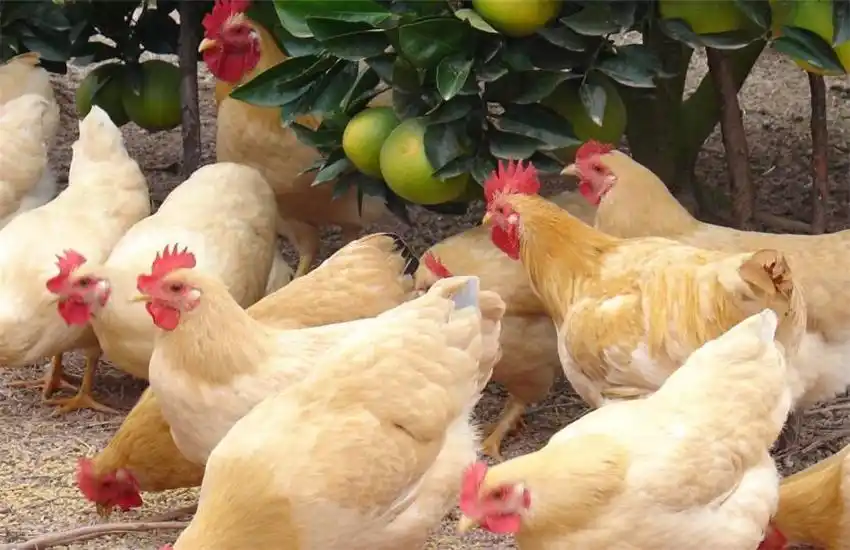 农村喂养江村黄鸡需要注意哪些事情