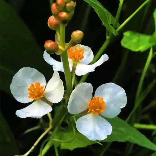 24天花材花名慈姑花法flèchedeau