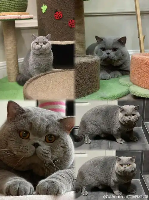 英短蓝猫##英短猫舍##cfa英国短毛猫##赛级英短猫舍##成都英短##赛级