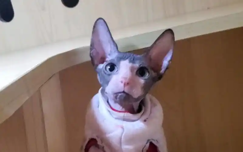 斯芬克斯无毛猫蓝白枫叶开脸矮脚弟弟