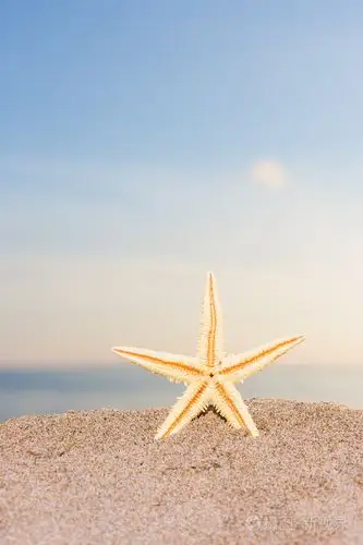 日出时在海滩上的海星