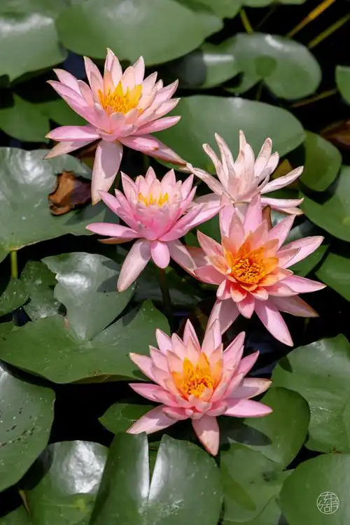 教你get莫奈同款睡莲大片_植物园_花朵_风景