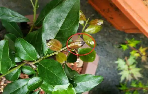 金弹子新叶发黑脱落,是怎么回事?