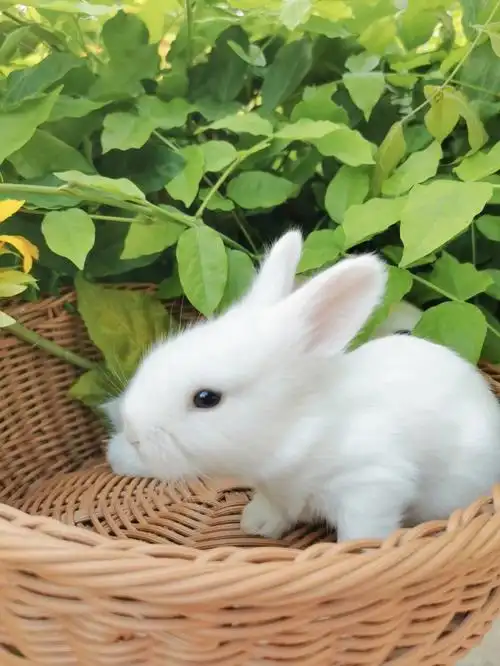 小时候的宝宝最可爱#我家宠物好可爱  #兔子  #萌宠兔子  #我的萌宠