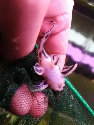 鉴定下l46公母 - 异型鼠鱼 - cta南美水族