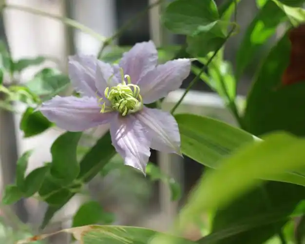 铁线莲小鸭开花啦