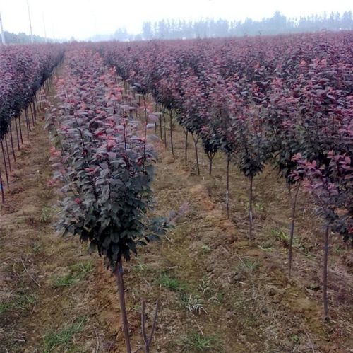 紫叶李子树苗 红叶李子树苗 紫叶李树 紫叶李 庭院道路园林绿化树