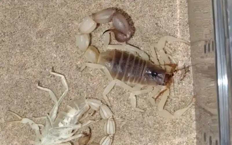 07.16青玉粗尾蝎捕食樱桃红蟑螂