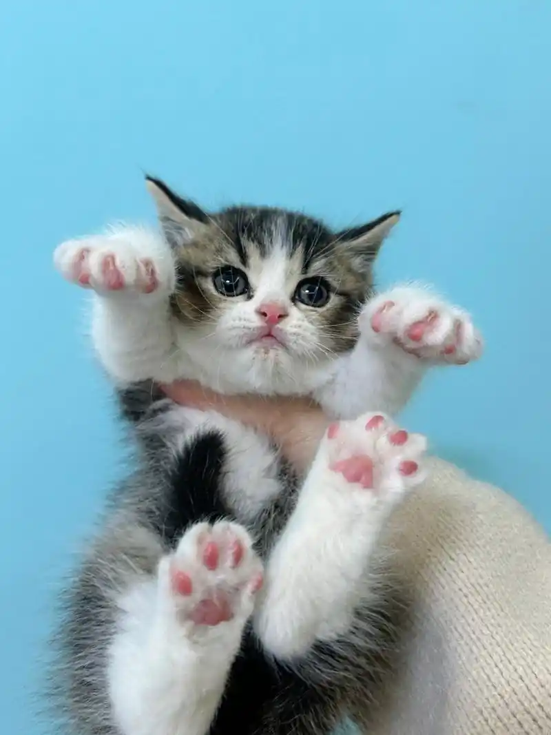 移动的表情包  喵星人撒娇卖萌来袭!