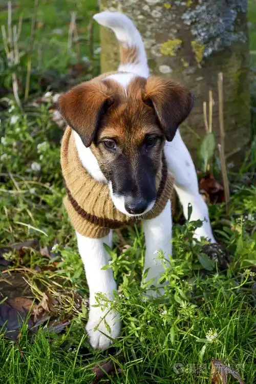 用外套的猎狐犬小狗.2,5 个月