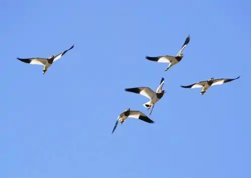 「潮哥影像」商州今天迎来了第一群迁徙的鸟群