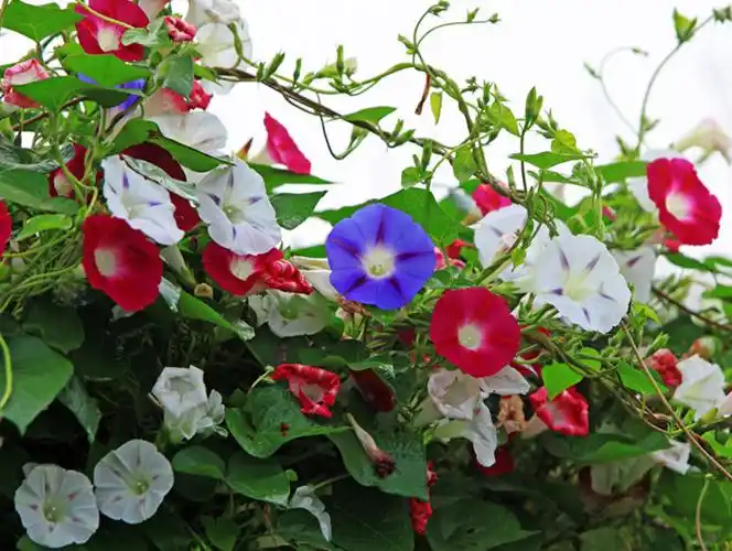大花牵牛爬藤观花植物庭院阳台盆栽喇叭花草种子花种爬藤观花植物