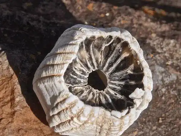 藤壶为什么只敢欺负鲸鱼不敢寄生在大白鲨身上