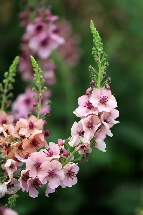 毛蕊花(玄参科)