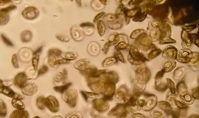 草鱼斜管虫病的症状及防治措施