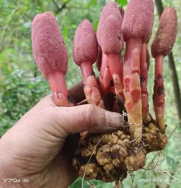 回春草又被称作顶天柱回春草作为一种中草药