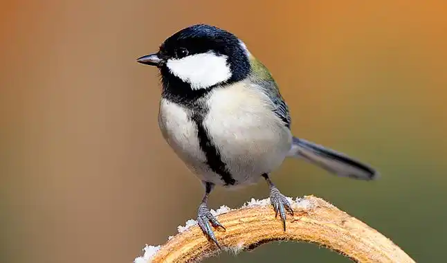 p>雀形目(学名:passeriformes)是鸟类中最为庞杂的一目,为中,小型 a